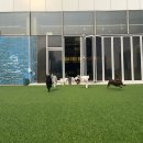 앙쥬레브 애견호텔&애견유치원 송도점 | 인천 애견유치원, 송도 애견카페 앙쥬레브 애견호텔&amp;애견유치원