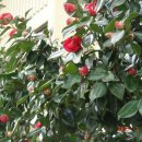 조약돌민박 이미지