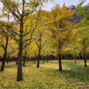 은행나무숲 입구 이미지