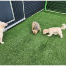 행복한아이유치원 이미지