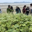 (개미뉴스) 인천환경운동연합, 천연기념물 사곶해변을 뒤덮는 ‘가시박’ 방제대책 세워야 이미지