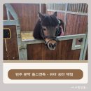 프리미어아레나승마클럽 | 원주 문막 유아 승마 체험 가능한곳 - 홀스앤독