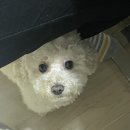 말랑말랭 이미지