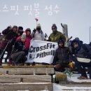 크로스핏 핏불 이미지