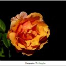 장하우스 이미지