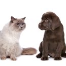강아지와 고양이 이미지
