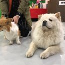 소울메이독 이미지