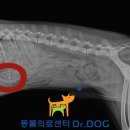 Dr.DOG 동물의료센터 이미지