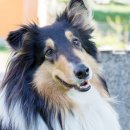 계양동물병원 이미지