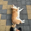 파트라슈 | 중대형견 개모차 낫쏘빅 파트라슈 1년 사용후기