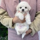 댕댕이 커트방 이미지