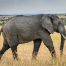 코끼리한의원 이미지