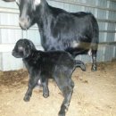 괴산염소농장 이미지