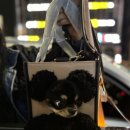 빼꼼 | [아키즈 빼꼼캐리어 후기] 귀여운 보리, 대왕키링 되다🐻