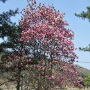 의풍분교온달캠핑장 이미지