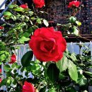 도하초등학교 이미지