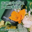 씨드요가 | [P-180]플랜트바이씨드 멀티그린즈 모닝 루틴 친구 소개/가정용 천국의 계단 머신 추천(내돈내산)