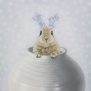 정성원 이미지