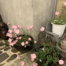 은진내츄럴 | 💍 Wedding 플래너없이 결혼 준비 _ [아르하] 피팅 및 계약 솔직 후기