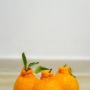 하르방농수산