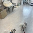 사랑둥이 몽글이네 이미지