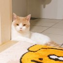 잔다냥 | 수원 고양이 반려묘 스파 목욕 잔다냥 후기
