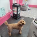 오도DOG 펫살롱 이미지