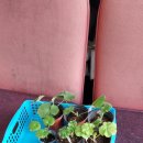 초록빛약국 이미지