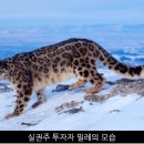 초원한양(아)경로당 | 셀리드 실권주 투자 후기 (feat. 킬리만자로의 표범)