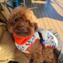 코코블리 애견운동장 이미지