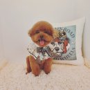 투숑펫살롱 이미지