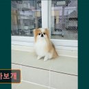 까까보개 네이버블로그