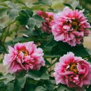 모란모란 이미지