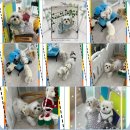 더예쁘개 이미지