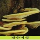 아카시아버섯(장수버섯)이야기 이미지