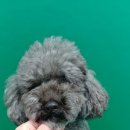 클라우드 펫 호텔 이미지