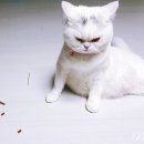 냠냠냠 이미지