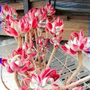 다육사랑화원 이미지