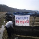 영동인삼