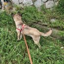 바스멍 | 대형견출장목욕 멍바스 의정부 진도믹스 번개!!