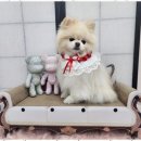 예쁘개 이미지