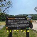 초롱길 | 다리 미르 309 하늘다리 미르숲 황토 맨발 숲길 메타세쿼이아 탐방 후기 충북 관광 충북 진천 걷기 좋은 길