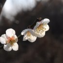 매실향기 이미지