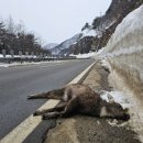 국립공원공단 국립공원야생생물보전원 북부보전센터 이미지