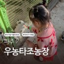 가나농장 | 파주 아기랑 가볼만한곳 추천 우농타조농장 40개월 아이랑 먹이주기 체험한 후기