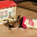토끼네 Daum카페