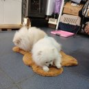 멋내는 강아지 | 여주 강아지 미용, 놀이방은 [멋내는 강아지]추천해요