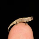 카멜레온 이미지