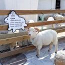 7145 | 홍천 하양목장 교감체험! 비발디파크 근처 놀거리 내돈내산 후기