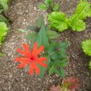 카페 다알리아 이미지